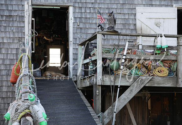 Dog gone day on Monhegan Island