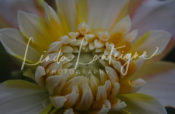 Yellow dahlia