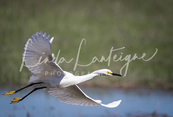 Egret in flight