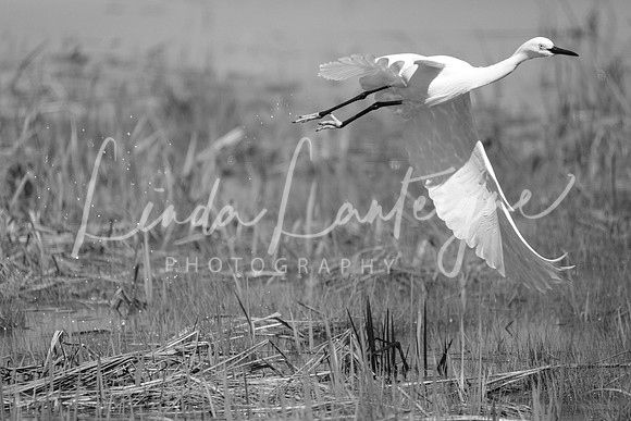 Egret B&W