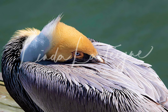 brown pelican,st, augustine.fl