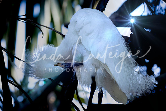 great egret preening