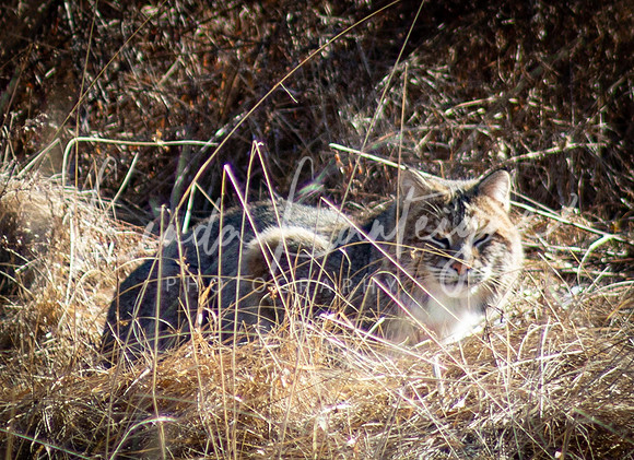 Bobcat peek-a-boo