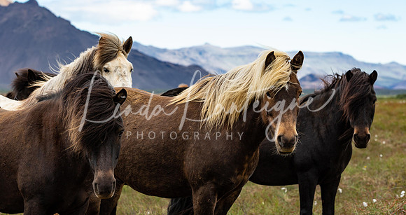 Icelandic horses