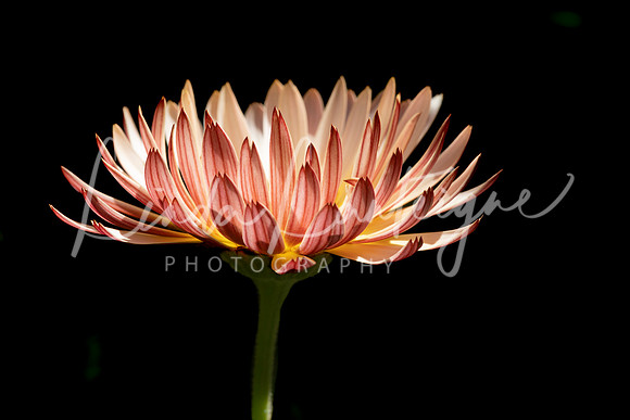 passion moon lilium