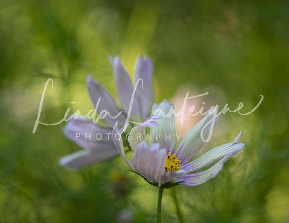 apricot lemonade cosmos