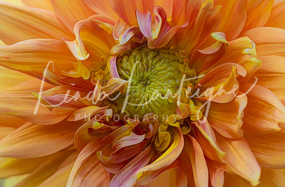 peachy dahlia