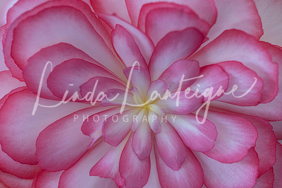 begonia