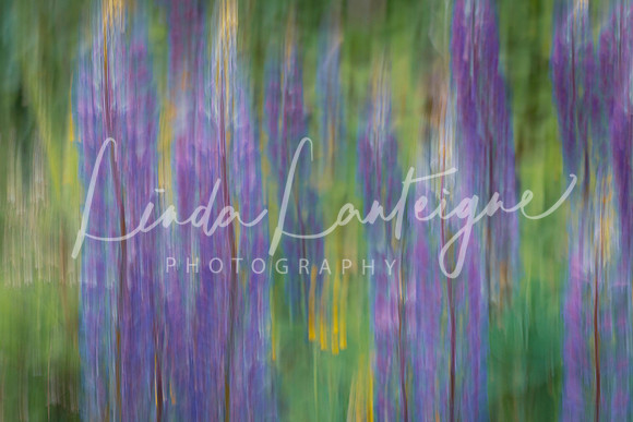 Maine lupines