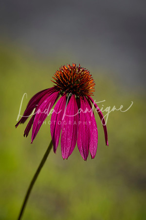 hot pink echinacea