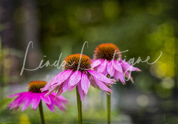 Echinacea dancing