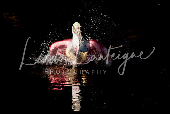 Spoonbill bathtime