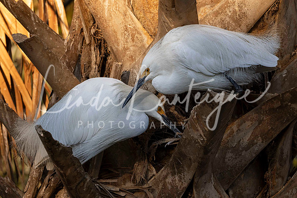 Great egret pair