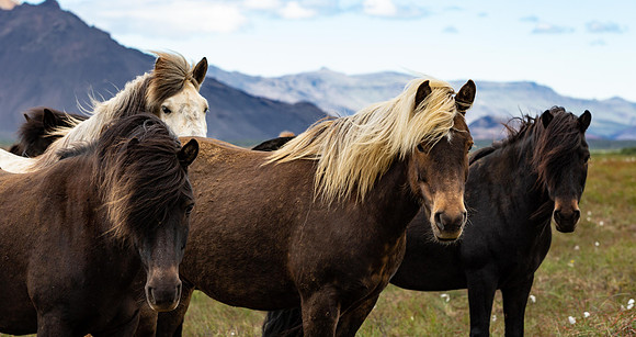 Icleandic horse trio