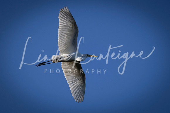 Great egret underbelly