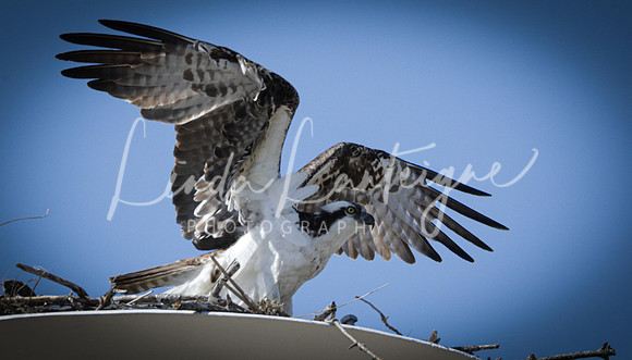 Osprey nest