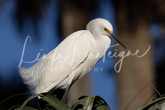 Great egret st, Augusdtine