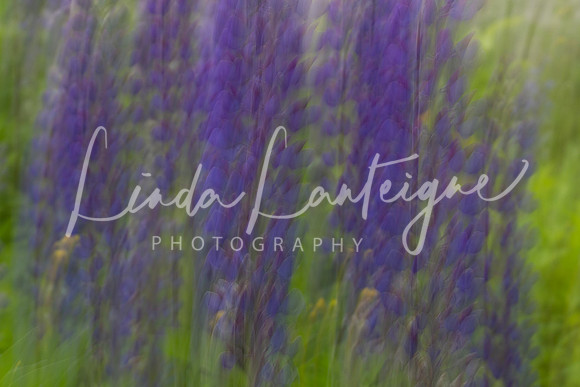 Maine lupines in June