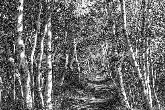 White birches of Acadia NP