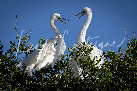 Great egrets in conversation