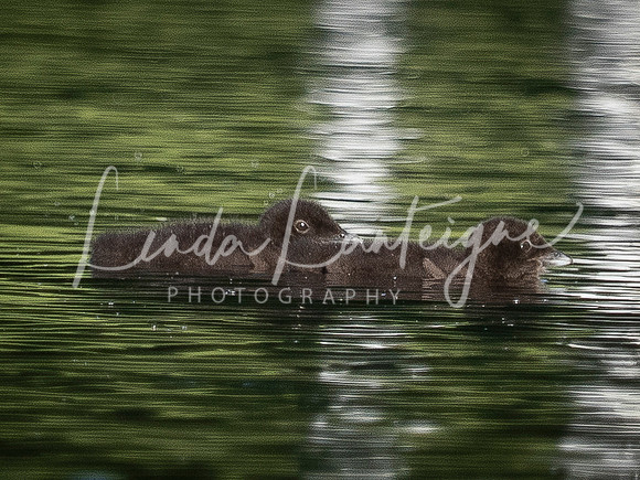 Solo trip around the lake