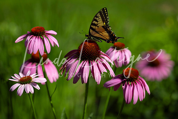 echinacea butterly visit