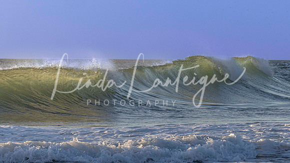 Triple dose-Cape Cod